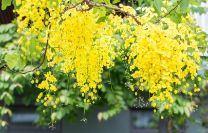 Hoa muồng Hoàng yến tại Ecogarden